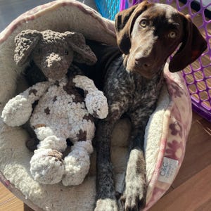 May include: A brown and white spotted dog lays in a pink and white dog bed with a brown and white crocheted dog toy. The dog bed has the text "C&C California" on the side.