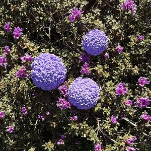 Peut inclure: Trois grands objets décoratifs sphériques de couleur lavande, à surface texturée, sont nichés parmi un feuillage vert et de petites fleurs violettes. Les objets ressemblent à des compositions florales stylisées, créant une esthétique naturelle de jardin.