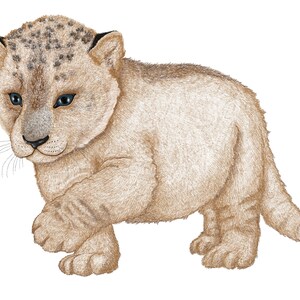 Little lion cub