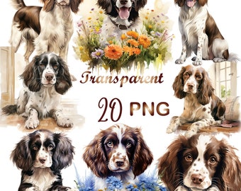 20 English Springer Watercolor PNG, Digital Clipart PNG, Portrait English Springer, English Springer clipart, PNG Bundle, for Commercial Use