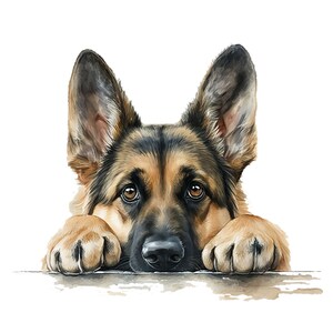 May include: A German Shepherd dog with brown and black fur peeks over a surface with its paws resting on the edge. The dog has a serious expression with its ears perked up and its eyes looking directly at the viewer.