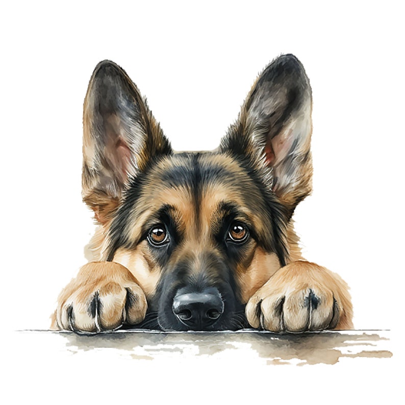 May include: A German Shepherd dog with brown and black fur peeks over a surface with its paws resting on the edge. The dog has a serious expression with its ears perked up and its eyes looking directly at the viewer.