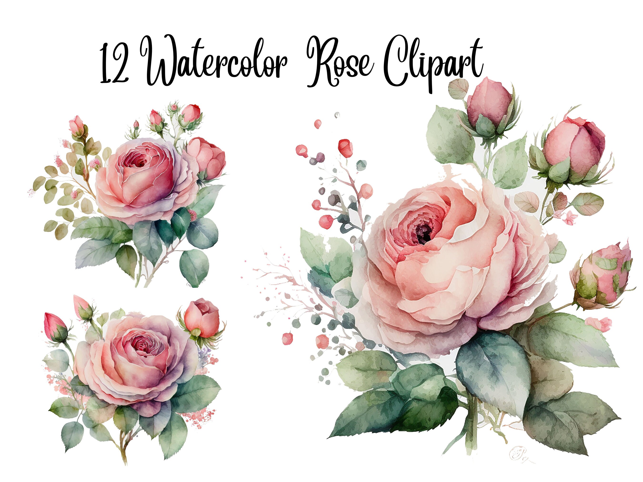 12 Watercolor Rose Clipart - High Quality Jpgs - Digital Download ...