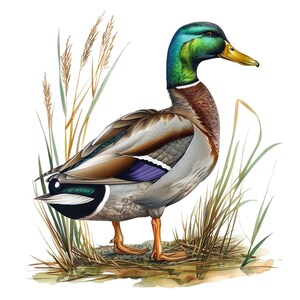 May include: A detailed illustration of a mallard duck standing in tall grass. The duck has a green head, a brown body, and a purple and white wing. The background is white.