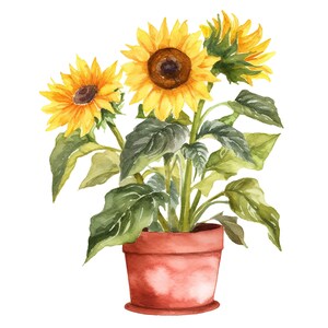 May include: A potted plant with three yellow sunflowers in bloom. The sunflowers have dark brown centers and are surrounded by green leaves. The plant is in a terracotta pot.
