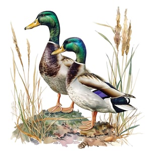 May include: Two mallard ducks, one green and brown, the other green and gray, standing on a rock with brown and green reeds behind them.