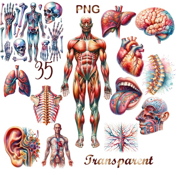 35 PNG, menselijke anatomie Ephemera clipart bundel, aquarel anatomie clipart bundel, digitale download, digitale planner, commercieel gebruik