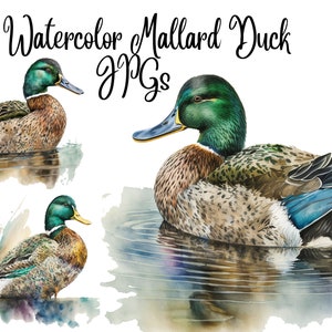 10 Mallard Duck Clipart, Duck Clipart, JPGs, Commercial USe, Digital Download,Watercolor Clipart, Card Making, Clip Art, Digital Paper Craft