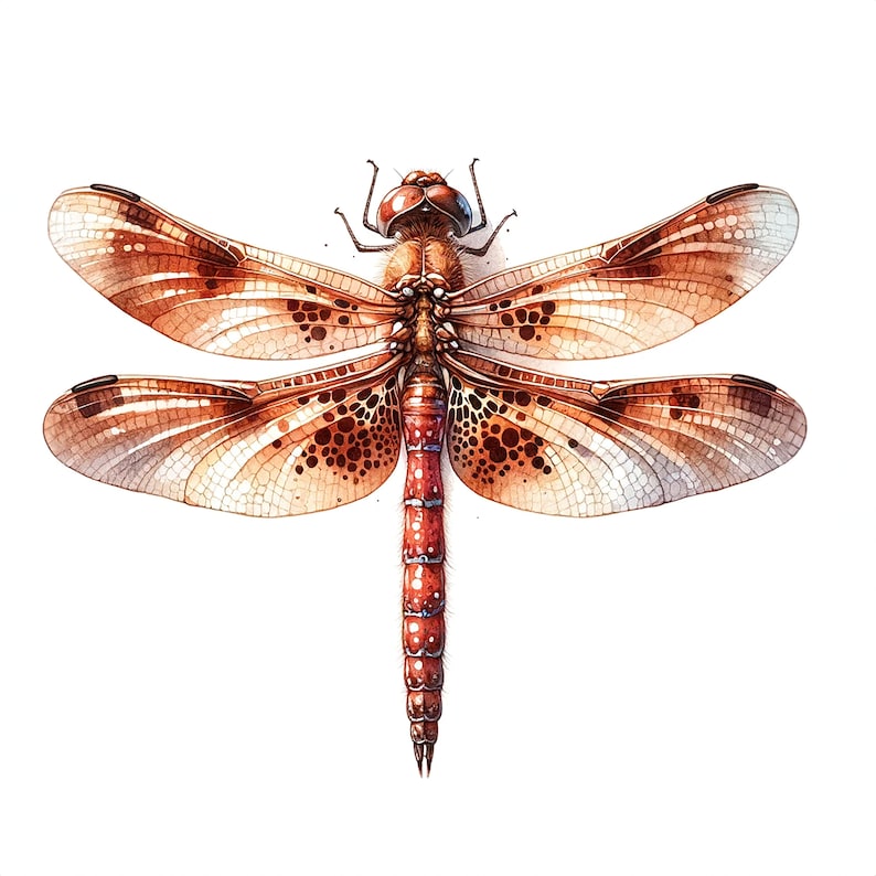 May include: A detailed illustration of a dragonfly with brown and orange wings and a red abdomen. The wings have a pattern of brown spots.