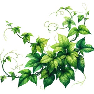 Peut inclure: Une peinture &agrave; l'aquarelle d'une vigne verte avec des feuilles. La vigne se tord et se tourne, et les feuilles sont de diff&eacute;rentes nuances de vert.