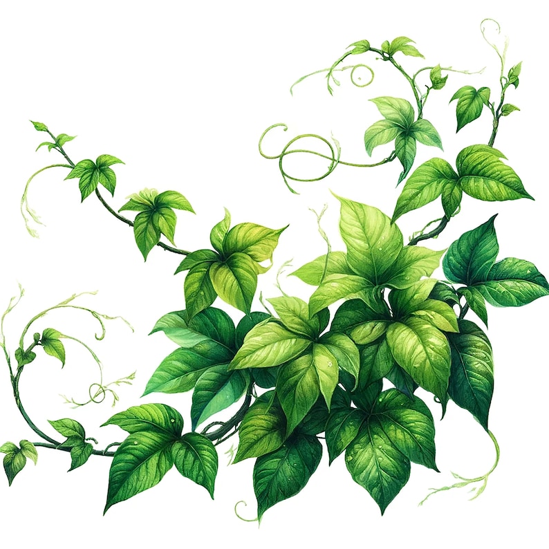 Peut inclure: Une peinture &agrave; l'aquarelle d'une vigne verte avec des feuilles. La vigne se tord et se tourne, et les feuilles sont de diff&eacute;rentes nuances de vert.
