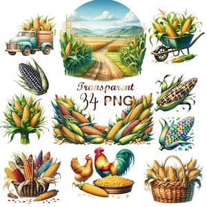 34 PNG, Watercolor Corn Clipart bundle, Corn clipart, corn, ripe corn clipart, Cornfield graphics farm, painting corn cob clipart butter