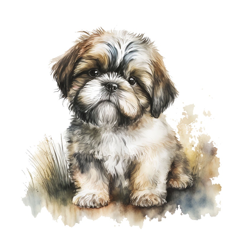 10 Shih Tzu Puppy Clipart Jpgs, High Quality Jpgs, Watercolor Clipart ...