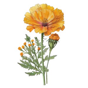 10 Marigold Clipart Floral Clipart Jpgs Commercial Use - Etsy