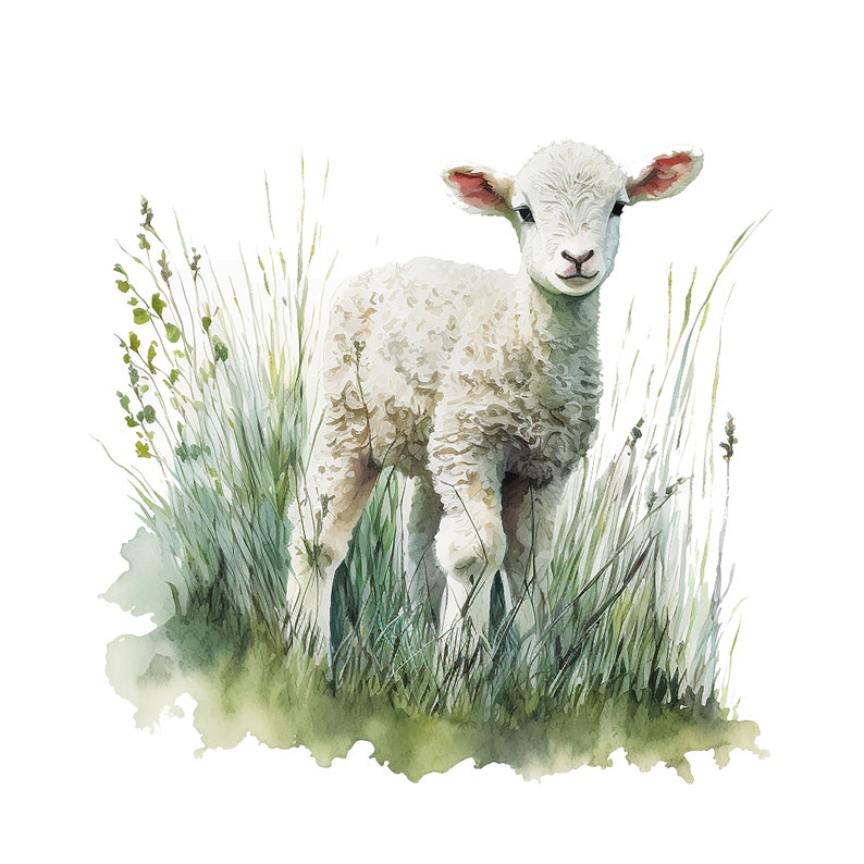 May include: Watercolor illustration of a fluffy white lamb standing in tall green grass. The lamb has pink ears and a gentle expression. The artwork has a soft, painterly style, evoking a pastoral scene.