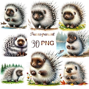 30 PNG Cute Porcupine Clipart bundle, Cute Baby Porcupine Clipart, Porcupines Clipart, Woodland Porcupine, Commercial Use, Digital Download