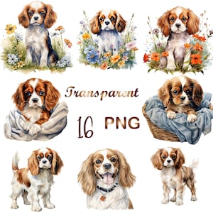 16 Cavalier King Charles Spaniel Puppy Clipart Watercolor PNG, Commercial use, Digital Download, Card Making, Clip Art, Digital Paper Craft