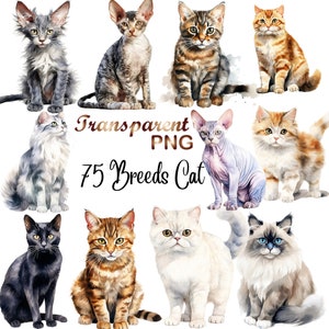 75 PNG, Cute cats clipart PNG, cats clipart, Graphic design cats, animals clipart,  digital download.