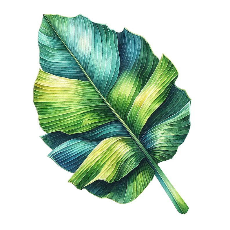 Peut inclure: Une seule feuille tropicale verte et bleue avec un motif de nervures d&eacute;taill&eacute;. La feuille est isol&eacute;e sur un fond blanc.