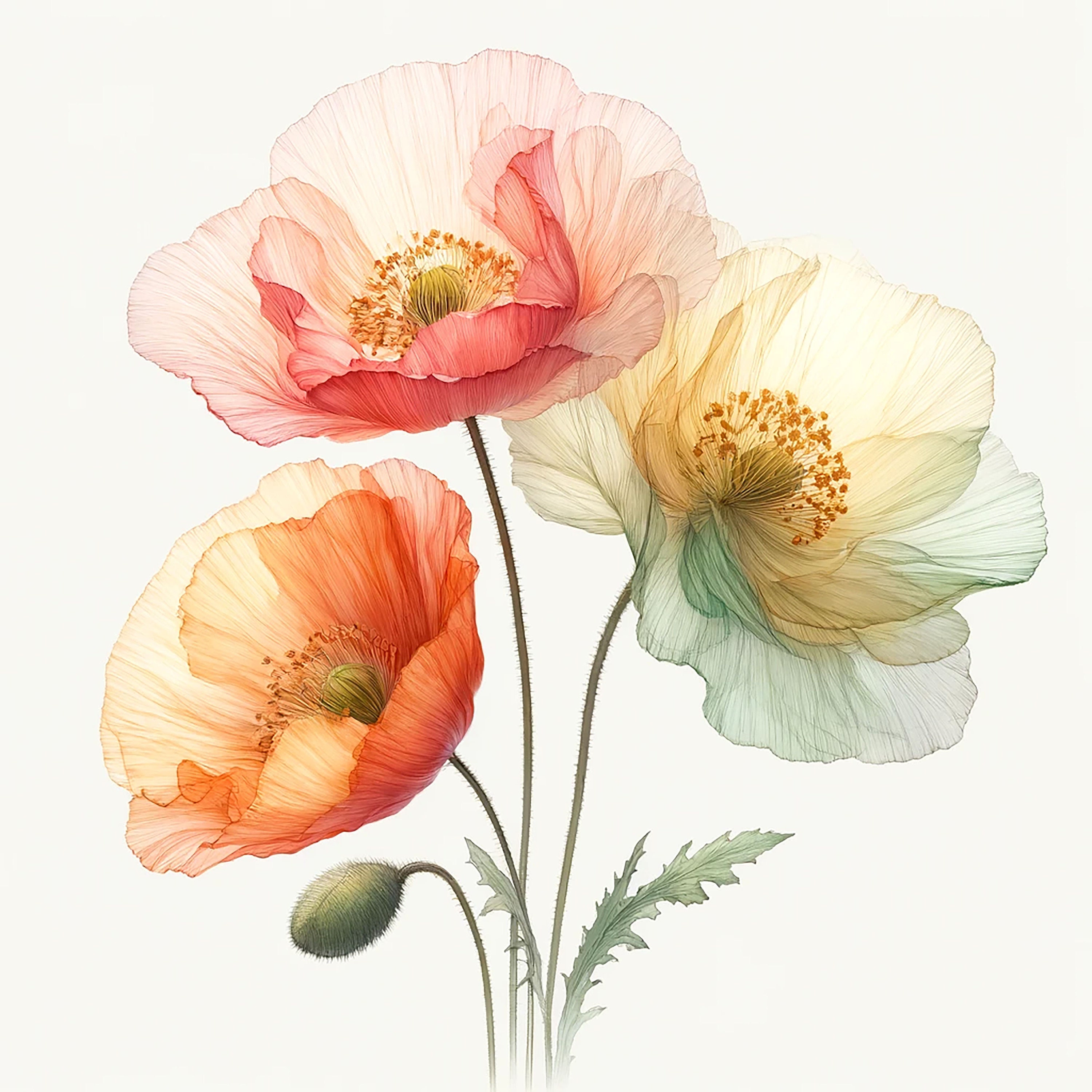 35 PNG, Abstract Poppies Clipart Bundle, Poppies Art Print, Printable ...