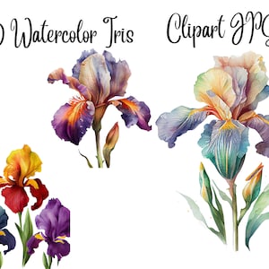 10 Watercolor Iris Flower, High Quality JPGs, Flower Clipart,Watercolor Clipart,Commercial Use,Digital Download,Clip Art, Digital Craft