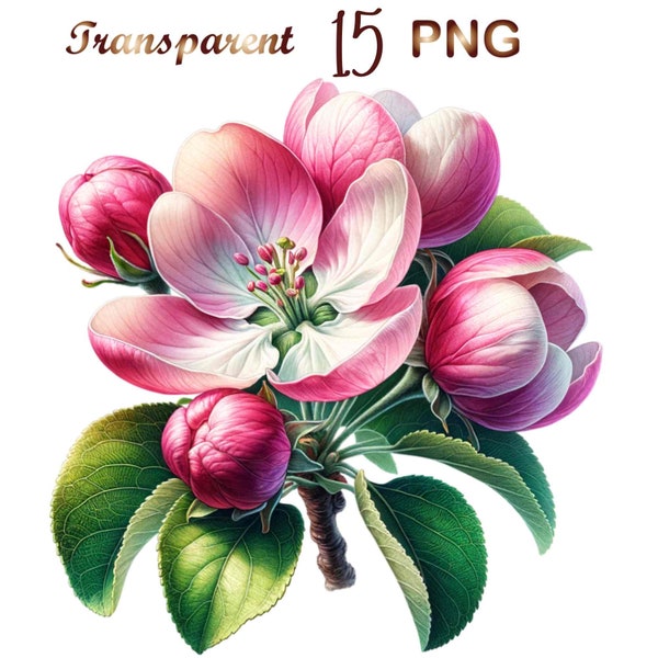 15 Apple blossom png, apple blossom print, apple blossom clipart, apple watercolor clipart, apple blossom painting, apple blossom flower