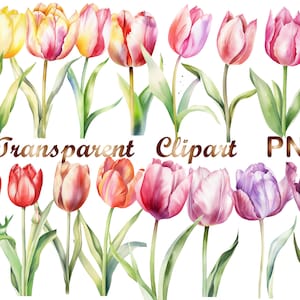 17 Watercolor Tulip Clipart Bundle PNG, tulip png, Digital Download, Commercial use, Mixed Media, Digital Craft, Watercolor clipart