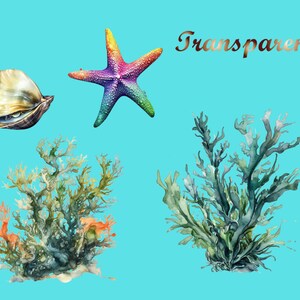 Puede incluir: Una ilustraci&oacute;n de acuarela de una concha, una estrella de mar y dos tipos de algas. La estrella de mar es de color arco&iacute;ris, la concha es beige y las algas son verdes y azules.