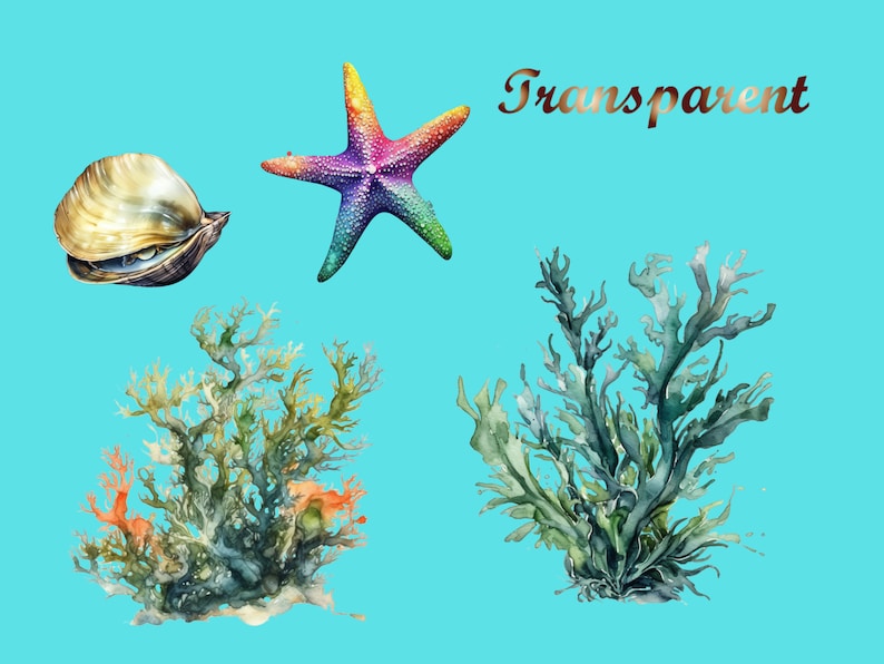 Puede incluir: Una ilustraci&oacute;n de acuarela de una concha, una estrella de mar y dos tipos de algas. La estrella de mar es de color arco&iacute;ris, la concha es beige y las algas son verdes y azules.