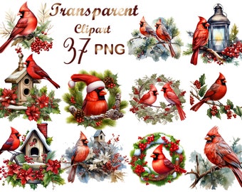 37 Christmas Red Cardinal Clipart PNG, Watercolor clipart PNG, bird clipart, PNG, Watercolor, Commercial Use,Digital Download