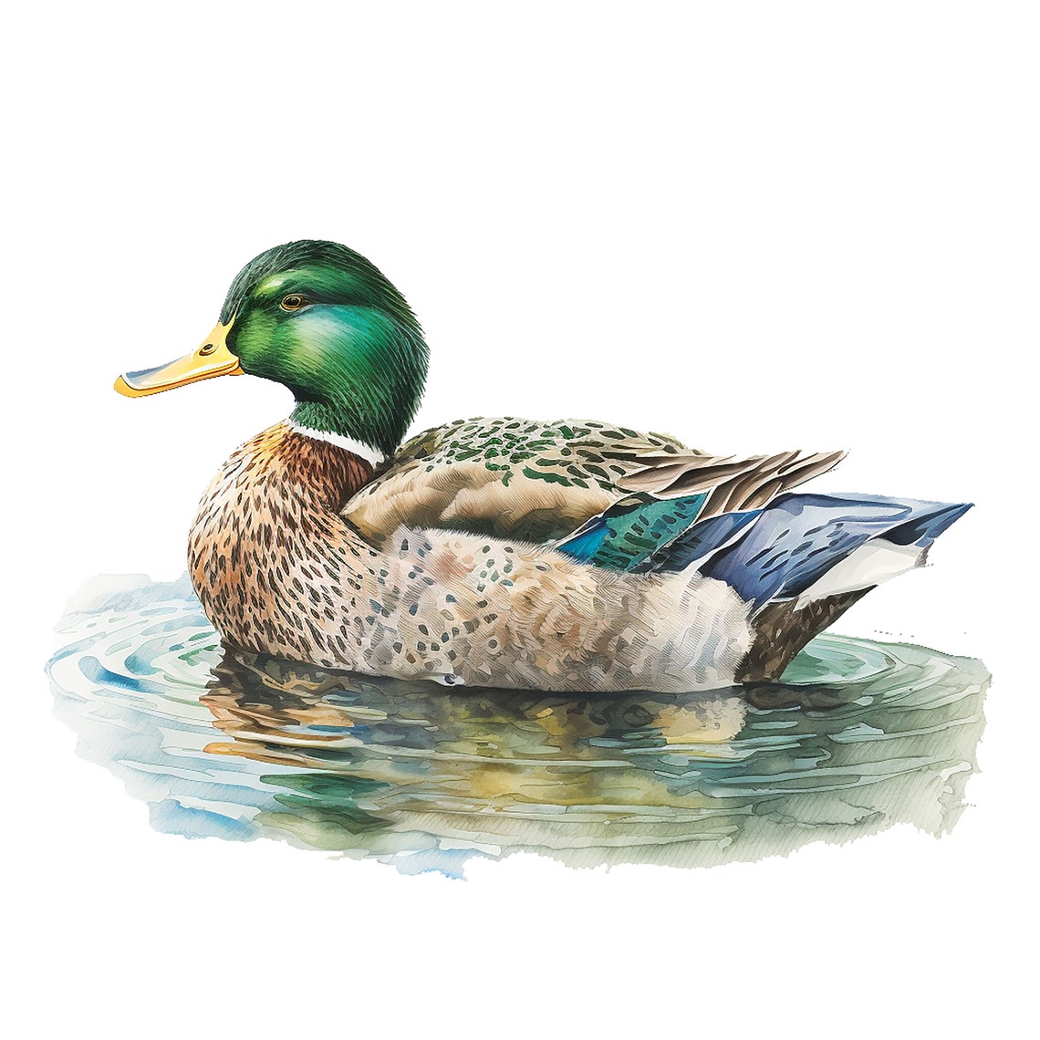 10 Mallard Duck Clipart Duck Clipart Jpgs Commercial Use - Etsy UK
