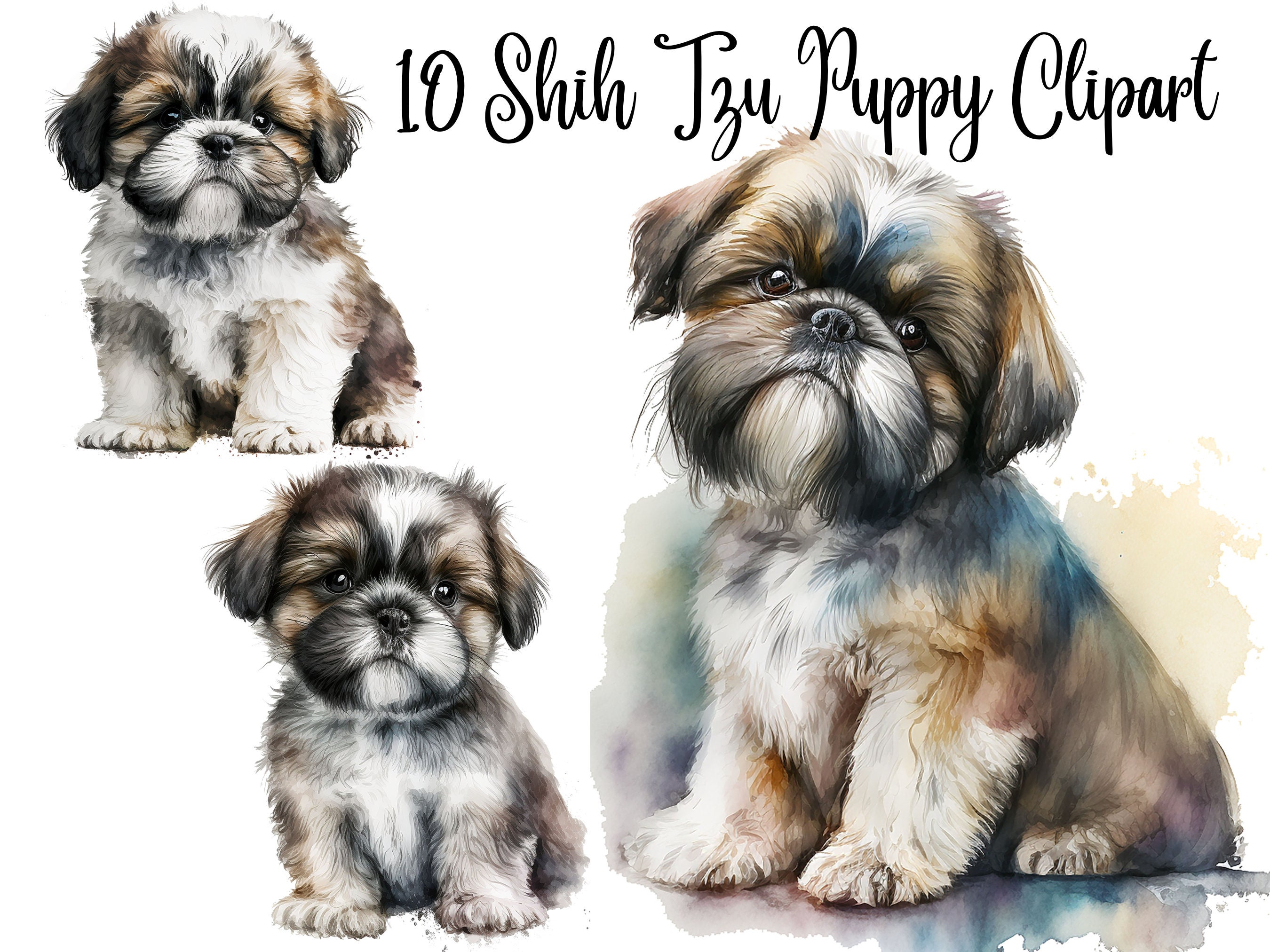 10 Shih Tzu Puppy Clipart Jpgs, High Quality Jpgs, Watercolor Clipart ...