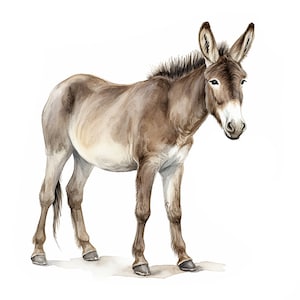 16 Watercolor Donkeys Clipart PNG, Donkey Clipart PNG, Donkeys PNG