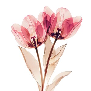 May include: Two pink tulips with translucent petals and stems, arranged in a bouquet against a white background.