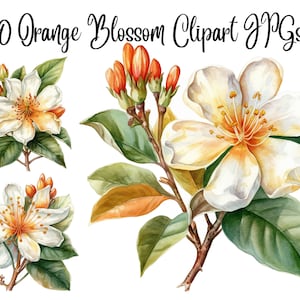 Puede incluir: Ilustración de acuarela de 10 imágenes prediseñadas de flores de azahar en formato JPG. La imagen muestra tres flores blancas con centros amarillos y hojas verdes. Las flores están dispuestas en un racimo, con la flor más grande en el centro.