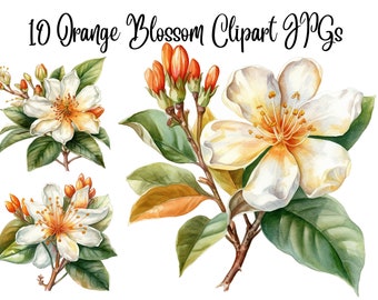 May include: Watercolor illustration of 10 orange blossom clipart JPGs. The image shows three white flowers with yellow centers and green leaves. The flowers are arranged in a cluster, with the largest flower in the center.
