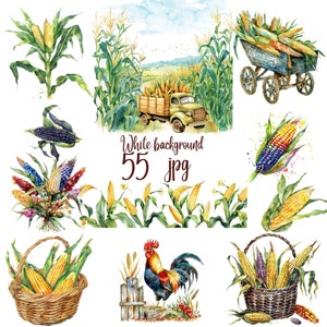 55 JPG, Watercolor Corn Clipart bundle, Corn clipart, corn, ripe corn clipart, Cornfield graphics farm, painting corn cob clipart butter