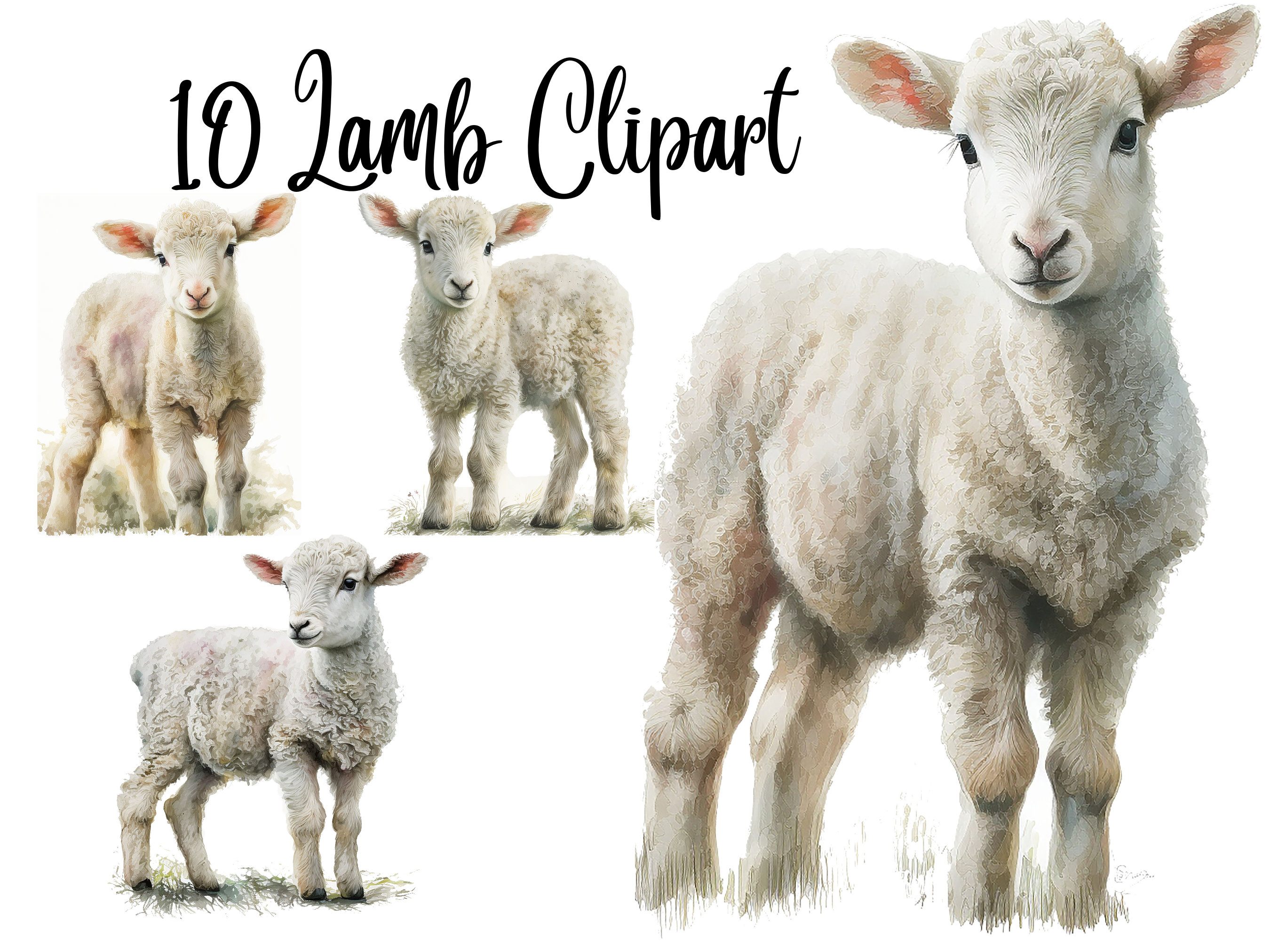 Dead Lamb In Ewe?  These Signs Can Save A Life - 9lup1x8