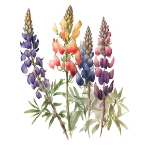 9 Lupins Clipart, Floral Clipart, JPGs, Commercial use, Digital Download,Watercolor Clipart,Card Making,Clip Art,Digital Paper Craft