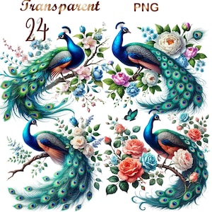 24 PNG Peacock bird Clipart bundle, Printable clipart, Sping Peacock art, High resolution, Paper crafts, junk journals, Digital download