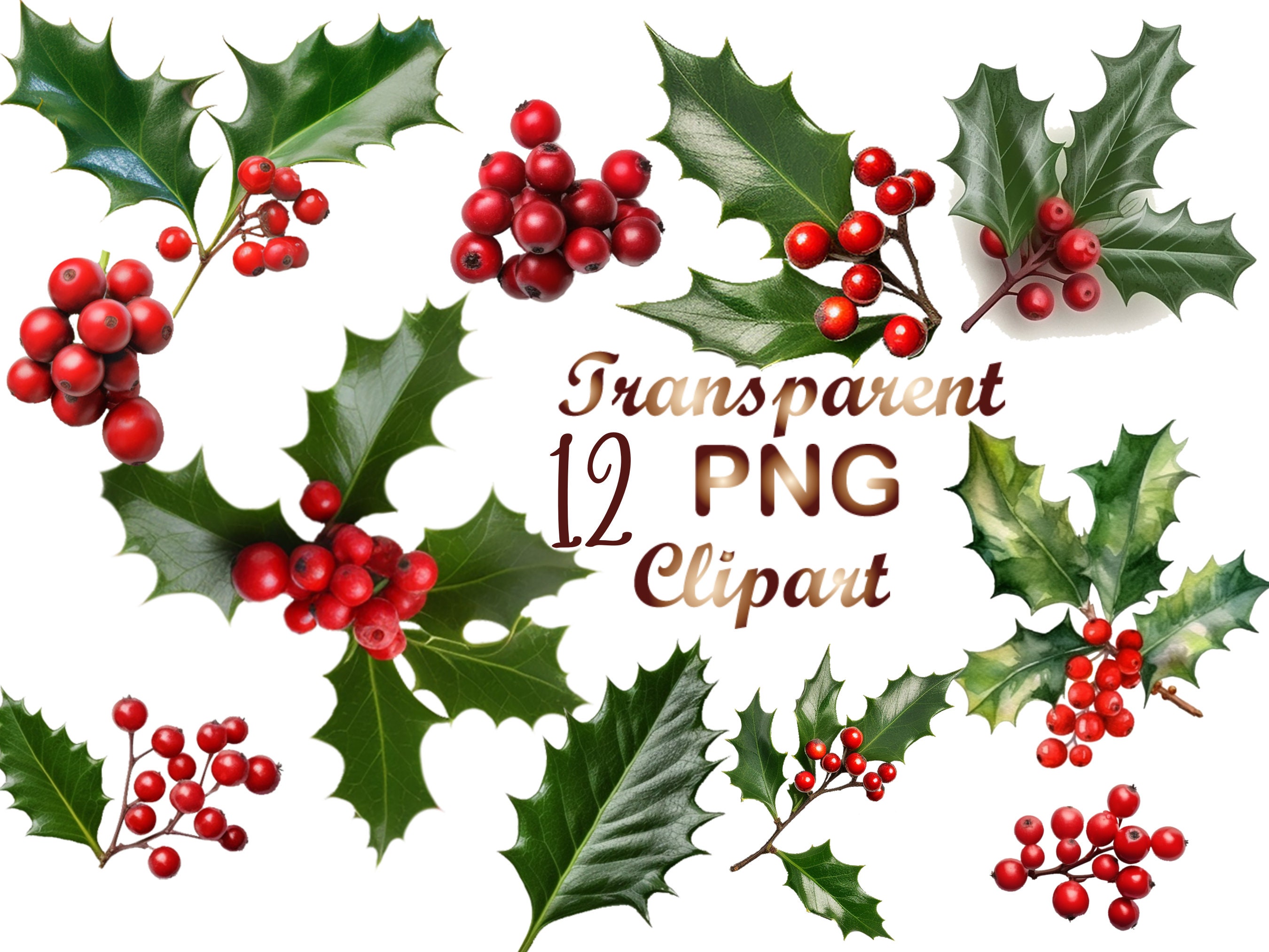 12 Christmas Holly Clipart, Christmas Clipart, Holly Png, Holly