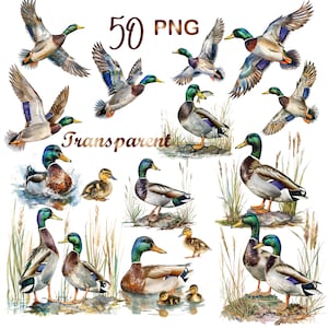 50 PNG, Watercolor Mallard Duckling Clipart bundle, Duckling Mallard png, Mallard duck clipart, duckling clipart,watercolor duck clipart png