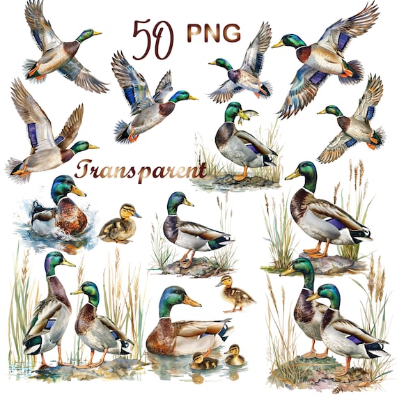 50 PNG, Watercolor Mallard Duckling Clipart bundle, Duckling Mallard png, Mallard duck clipart, duckling clipart,watercolor duck clipart png