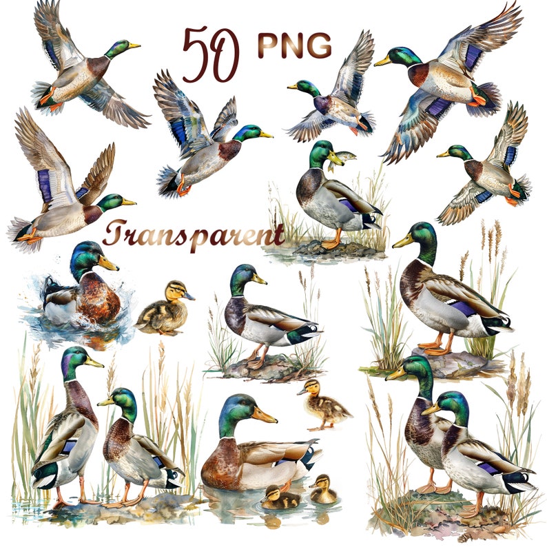 May include: 50 PNG Transparent Watercolor Clipart Images of Mallard Ducks. The ducks are depicted in various poses, including flying, swimming, and standing. Some ducks are shown with their ducklings.