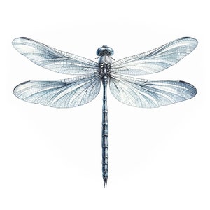 May include: A detailed illustration of a dragonfly with delicate, translucent wings and a long, slender body. The dragonfly is rendered in shades of blue and gray against a white background.