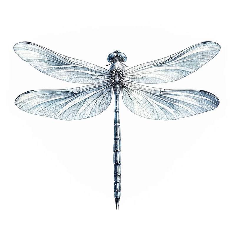 May include: A detailed illustration of a dragonfly with delicate, translucent wings and a long, slender body. The dragonfly is rendered in shades of blue and gray against a white background.