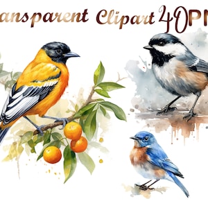 40 Watercolor bird clipart png, Woodcock bird  png, Goldfinch bird  clipart, Blue jay bird,Canary bird, Eastern blue bird,House sparrow bird