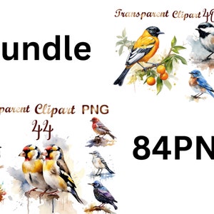 84 Watercolor bird clipart png, bundle bird clipart png, birds sublimation,  Commercial Use, Digital Download