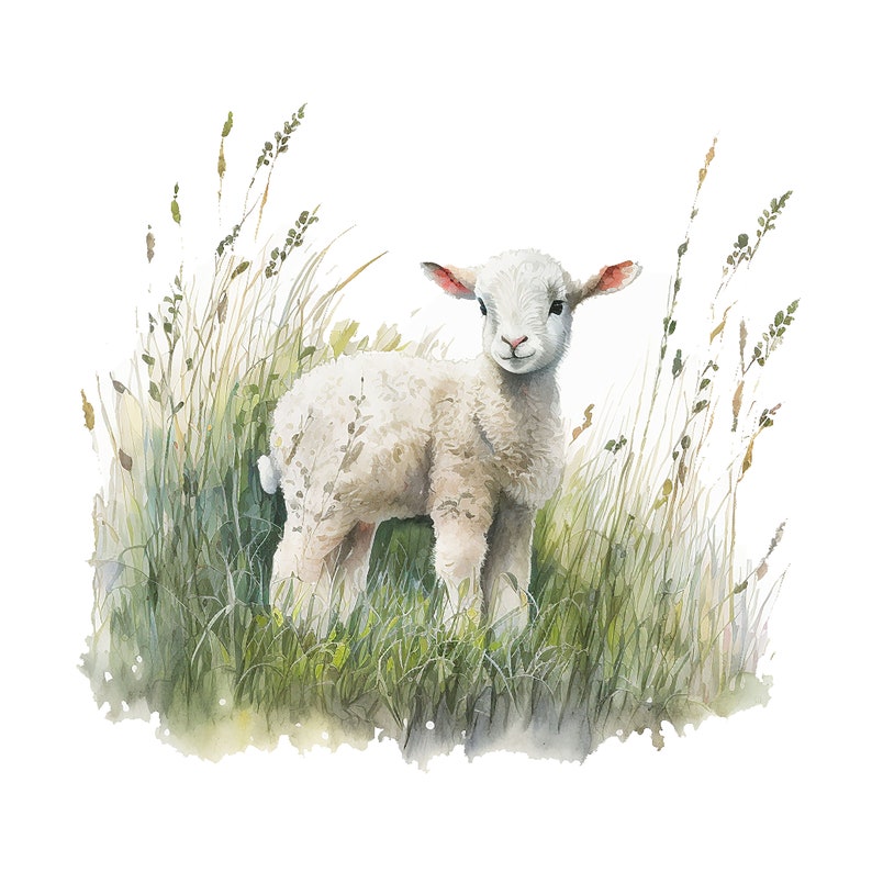 May include: Watercolor illustration of a fluffy white lamb standing in a field of green and tan grass. The lamb has pink ears and a gentle expression. The artwork has a soft, natural feel.