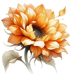 Peut inclure: Un tournesol unique aux pétales jaunes et au centre brun foncé. Le tournesol est en fleurs et quelques-uns de ses pétales sont légèrement recourbés. Le tournesol est sur un fond blanc.